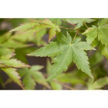 Pflanzen-für-dich.de - Acer palmatum 'Sangokaku' 7,5 l 80- 100