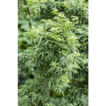 Fächerahorn 'Shishigashira' Acer palmatum 'Shishigashira' c 60- 80