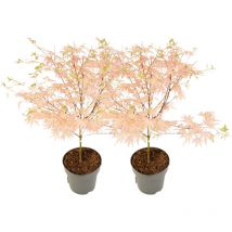 Plant In A Box - rable du Japon - Set de 2 - Acer Palmatum 'Taylor' - Hauteur 35-55cm - 15cm