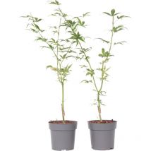 Plant In A Box - rable du Japon - Set de 2 - Acer palmatum 'Ukigumo' - Hauteur 35-55cm - 15cm