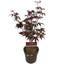 Acero rosso giapponese 'Acer palmatum Bloodgood' pianta innestata in vaso 2 litri