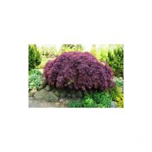 Acero rosso giapponese ad innesto basso 'Acer palmatum dissectum Garnet' pianta in vaso 26 cm