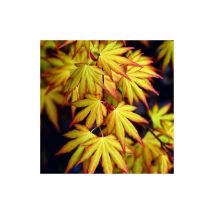 Acero rosso giapponese 'Acer palmatum Katsura' pianta in vaso bio 9 cm