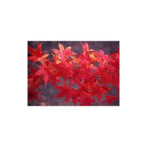 Acero rosso giapponese 'Acer palmatum Momiji' pianta in vaso 9x9 cm