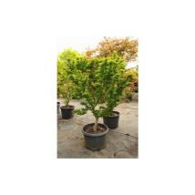 Acero rosso giapponese 'Acer palmatum Shishigashira' pianta in mastello 40 cm h. 120/140 cm cfr. tronco 14/16 cm