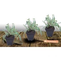 Plantes Avenue - Achillée à cheveux dorés Grandfilora/Lot de 3 godets
