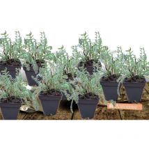 Plantes Avenue - Achillée à cheveux dorés Grandfilora/Lot de 9 godets