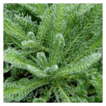 Plantes Avenue - Achillée à cheveux dorés Grandfilora/Lot de 5 godets