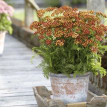 Achillée millefeuille Milly Rock Red/Pot de 3L