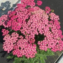 Achillée millefeuille Milly Rock Rose/Pot de 3L