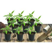 Plantes Avenue - Achillée millefeuille Red Velvet | Conditionnement: Lot de 9 godets