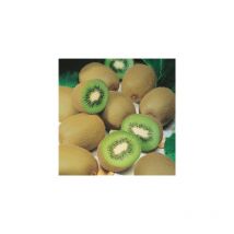 Kiwi actinidia de chine - le couple - fruitiers