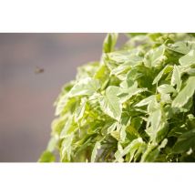 Aegopodium podagraria 'Variegata' p 0,5