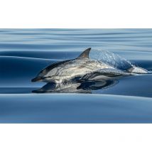 Affiche animaux dauphin - 60x40cm - made in France