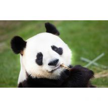 Affiche animaux gourmandise de panda - 60x40cm - made in France