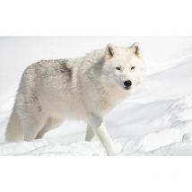 Affiche design loup des neiges, 60x40cm - made in France