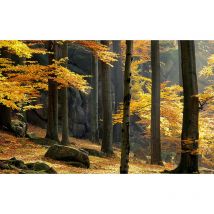 Affiche fontainebleau en automne - 60x40cm - made in France