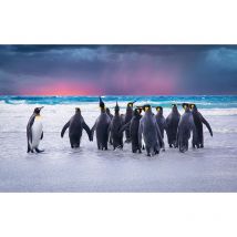 Affiche manchots rois sur la terre de feu, 60x40cm - made in France