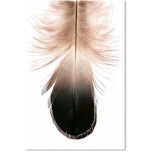 Affiche Plume deco - 40x60cm - made in France