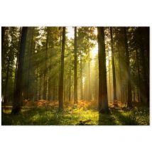 Affiche Rayons lumineux en forêt - 60x40cm - made in France
