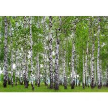 Ag Design - Photo murale forêt d'arbres bouleaux 360x254 cm, 4 lés