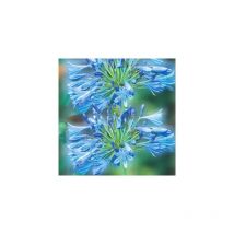 Agapanthe bleu - 1 bulbe - Fortes tiges