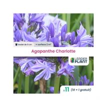 Leaderplant.com - 11 x Agapanthe Charlotte en godet