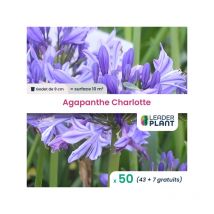 50 x Agapanthe Charlotte en godet