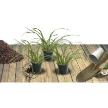 Agapanthe Donau | Conditionnement: Lot de 3 godets