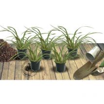 Agapanthe Donau | Conditionnement: Lot de 5 godets