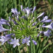 Agapanthe Donau/Godet - Bleue