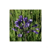 Agapanthe Intermedius | Conditionnement: Lot de 3 godets