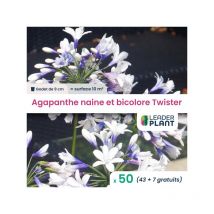 Leaderplant.com - 50 x Agapanthe naine et bicolore Twister en godet