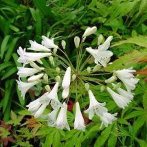 Agapanthe umbellatus Blanche/Pot de 4,6L - Blanche