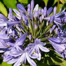 Agapanthe x Blue Triumphator/Lot de 9 godets - Bleue