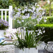 Plantes Avenue - Agapanthe x Twister 'AMBIC001'/Pot de 7,5L - Blanche