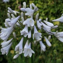Agapanthe x Windsor Grey/Lot de 9 godets