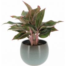 Kentis - Aglaonema Light Star con Vaso in Ceramica Wild Sea - Pianta Vera Purifica Aria - h 30-40 cm Vaso ø 12 cm