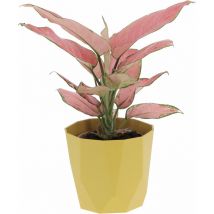 Kentis - Aglaonema Pink Star con Eco-Vaso Ocra - Pianta Vera Purifica Aria - h 30-35 cm Vaso ø 12 cm