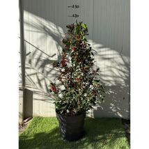 Ilex Aquifolium Agrifoglio a piramide h 100 cm foto reale