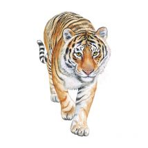Un lot de Stickers muraux tigre- Decoration murale pour salon chambre bureau cusine - Autocollant mural - Ahlsen