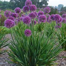 Ail d'ornement Lavender Bubbles/Lot de 9 godets - Violette