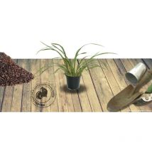 Ail d'ornement Millenium/Godet