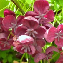 Akebie quinata/Pot de 1,5L