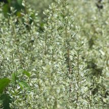 Alaterne alaternus, Nerprun alaterne Argenteovariegata/Pot de 3L