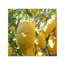 Albero Cedro