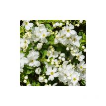 Albero delle perle 'Exochorda racemosa' pianta in vaso 9 cm