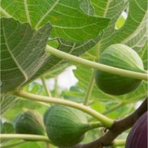 Albero Fico Colore: Nero - Età: 3 anni