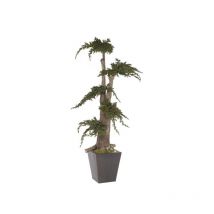 Pianta di Ginepro stabilizzata H100 cm (No acqua no Manutenzione)