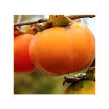 Albero Kaki Tipo Età: 3 anni